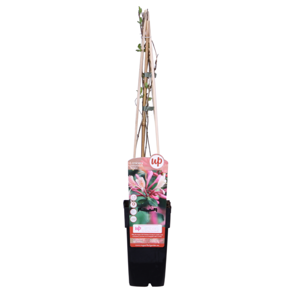 1807f4d8f0ad45d48ca1a3cda0496d938cdf0db919194f8eb17074130d979f19.png Lonicera periclymenum 'Belgica' | 4 Stück