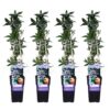 797f2f911f9842c1b0c514d2e8cc4807d152b1dcfe75452c9f2bb5927cc42658.jpg Passiflora caerulea | 4 Stück - Passionsblume