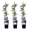 5fd7b51e35c5478787f34f3b2b693f16721a954745114ae08d807ffe98f611a9.jpg Lonicera henryi | 3 Stück