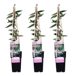 5fd7b51e35c5478787f34f3b2b693f16721a954745114ae08d807ffe98f611a9.jpg Lonicera henryi | 3 Stück