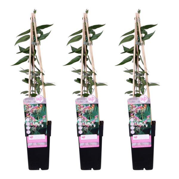 5fd7b51e35c5478787f34f3b2b693f16721a954745114ae08d807ffe98f611a9.jpg Lonicera henryi | 3 Stück