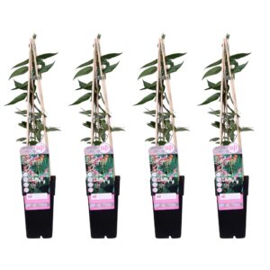 8e2437c3bb814ddfa847803ffdd2dcc08aa45a1988cc4c74b2231db253891c43.jpg Lonicera henryi | 4 Stück