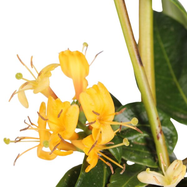 fb49a3986975408aa44cf092562ca995dc2a38f157b74ad9a345439946121745.jpg Lonicera henryi | 4 Stück
