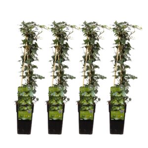 09d6c20b53f04c798e5aaab2e8ca555ee73522be12234f578dbd2dc5e4e22bc4.jpg Hedera helix | 4 Stück