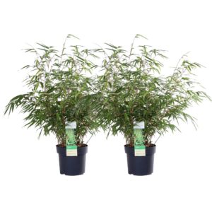 3a01d8f6a2634bf5a243ff3c99fa0a169e67b211251a4a94b9b47021dd6e7cb1.jpg Fargesia rufa | 2 Stück