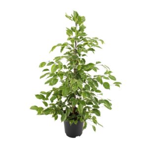 a8c7a6914f6c48d7b5bf8cd082fa1f623ed8dd40a4394eb0af2702c38a9bf10e.jpg Ficus benjamina Goldenking