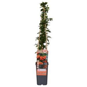 02caf7526f8e4f33ae151941fdeed528990a904fe52f4041927578c8905e12d4.jpg Pyracantha 'Orange Glow'