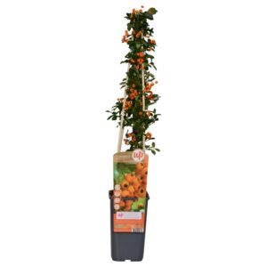71f6961ab42b40bdaabdeb77bbca3781812a71c791a04a8f9f514eabdbca5e88.jpg Pyracantha 'Soleil d'Or'