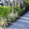 Lomandra longifolia 'White Sands'