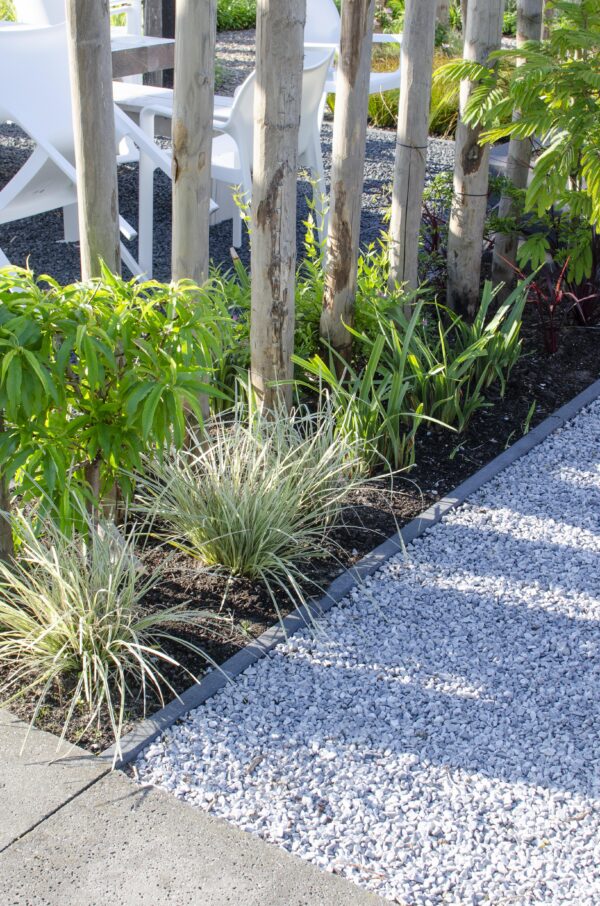 Lomandra longifolia 'White Sands'