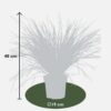 Lomandra longifolia 'White Sands'