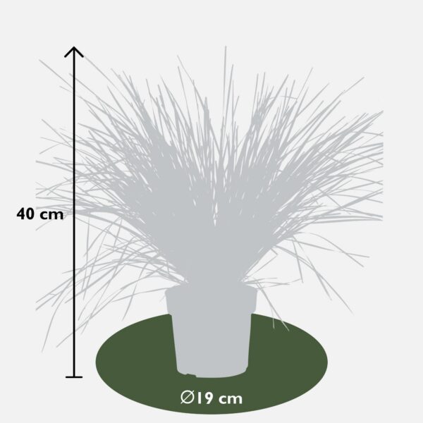 Lomandra longifolia 'White Sands'