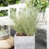 Lomandra longifolia 'White Sands'