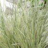 Lomandra longifolia 'White Sands'