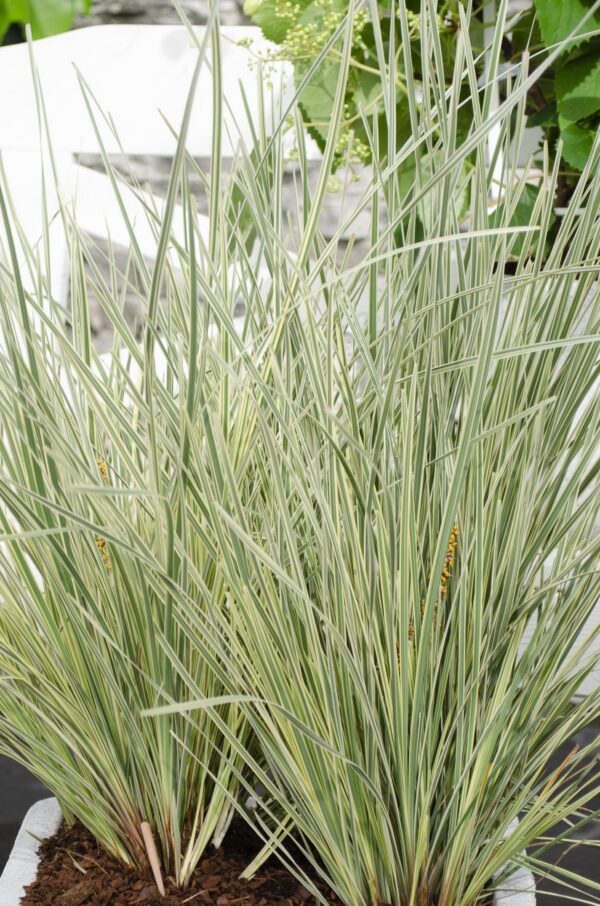 Lomandra longifolia 'White Sands'