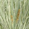 Lomandra longifolia 'White Sands'