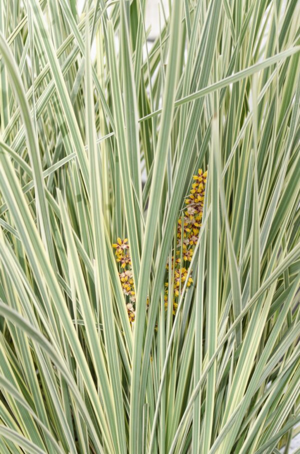 Lomandra longifolia 'White Sands'