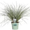 Lomandra longifolia 'White Sands'