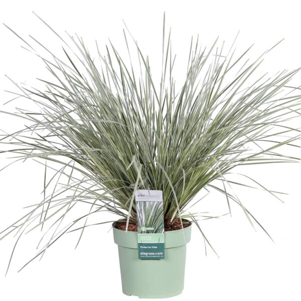 Lomandra longifolia 'White Sands'