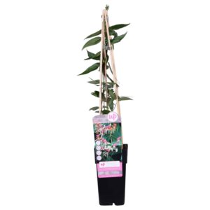 Lonicera henryi