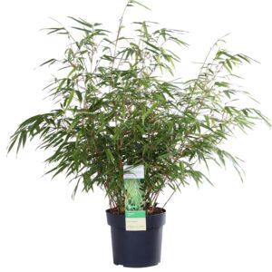 Fargesia rufa