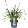 Agapanthus 'Ever Sapphire'
