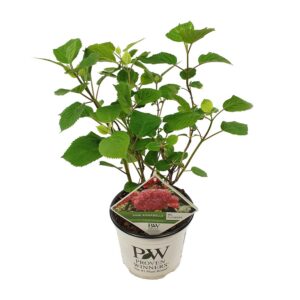Hortensie arbo 'Pink Annabelle' - Hortensie