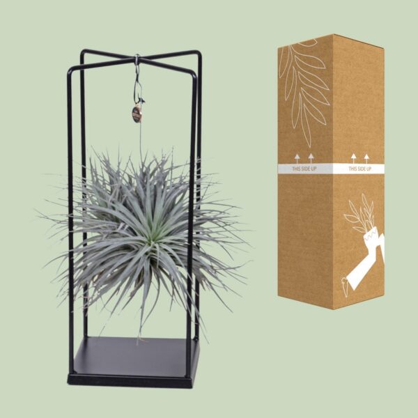 Tillandsia-Würfel