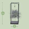 Tillandsia-Würfel