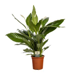 5da7a39debca42aba09108e3b4ed6918f1802421135f4a06bd74f97f940b7106.jpg Spathiphyllum Bingo Cupido