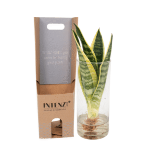 38057355086940c79953b61de228249cd7a025c725be4d729279a0f217794e0d.png Sanseviera im Zylinderglas