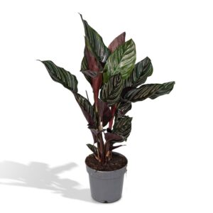 a2a8054100954f608b3c8bee81f08ae7a37a902e65de414fb13ca2fe4e9f3b3e.jpg Ornata-Calathea