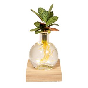 1dcb5cf6d858402791b0cd1ecdf4b63864e455e63f834c6890741a4814571582.jpg Calathea aus Samoa-Glas mit LED-Beleuchtung