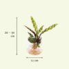 1035bb81d33345e3805aa35b1acae8839e46d2972efc4aca8b03064eaa732832.jpg Calathea Insignis in Kingston Glas
