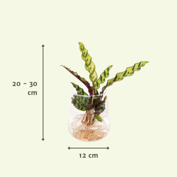 1035bb81d33345e3805aa35b1acae8839e46d2972efc4aca8b03064eaa732832.jpg Calathea Insignis in Kingston Glas