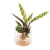 81ac41a08c5340bbb3234e5234da65aa05b19325c66d42f8a590430e3c286176.jpg Calathea Insignis in Kingston Glas