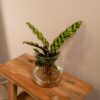 9f20bd2948644907bcd0ca3cc7968a1665cc022f5e1841daa3bfebb3dac0889c.jpg Calathea Insignis in Kingston Glas