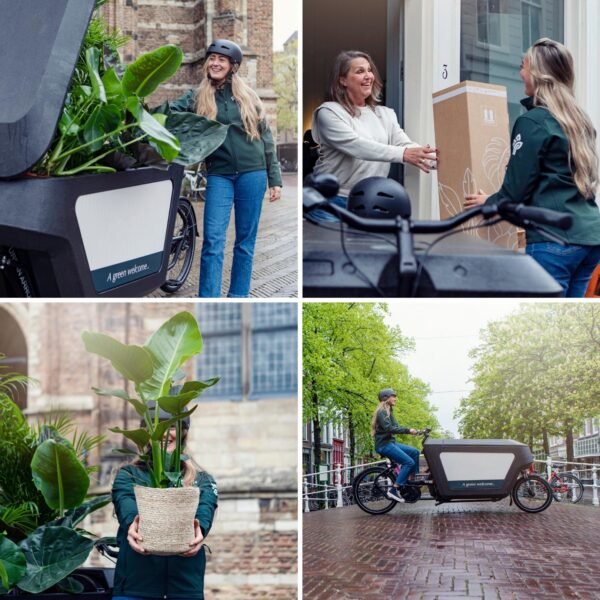 a54a4651081941a4ad95a1ad39f27794e284cd22d04d4001b6c04ee1ddcd120d.jpg Calathea Insignis in Kingston Glas