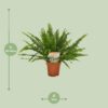 Nephrolepis-Kringelfarn
