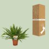 Nephrolepis-Kringelfarn