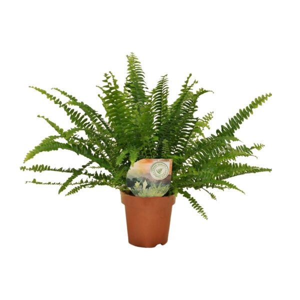 Nephrolepis-Kringelfarn