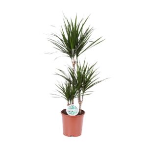 3c2906c8d00a4122a6f9c6e5a2a2a27e875191a25b194ca79ec76c8df6e768d6.jpg Dracaena marginata