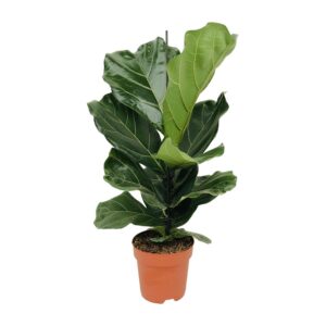 d0a0c655758047309258be0d531b7abea9ffc8ccbbca4213b5bd783469e4a456.jpg Ficus Lyrata