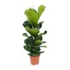 0c50e8d8a861434291bc94ff22e46cabfd6334b747904ff3896c8381f0de86af.jpg Ficus Lyrata - Gummibaum