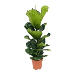 0c50e8d8a861434291bc94ff22e46cabfd6334b747904ff3896c8381f0de86af.jpg Ficus Lyrata - Gummibaum