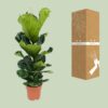 4af57e2a277d43f58b35f17d58f874442401f5283c2f471897930e686f1ed7b5.jpg Ficus Lyrata - Gummibaum