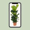 60fc2447021346f38fd754c310d1e04712d181b7830e492c8e551c7b409ce3ce.jpg Ficus Lyrata - Gummibaum