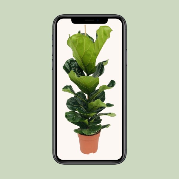 60fc2447021346f38fd754c310d1e04712d181b7830e492c8e551c7b409ce3ce.jpg Ficus Lyrata - Gummibaum