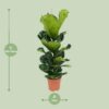 80eba2562e404802bd1b1123330500d2e64640478ea04c0fb5a247cd088a4adc.jpg Ficus Lyrata - Gummibaum