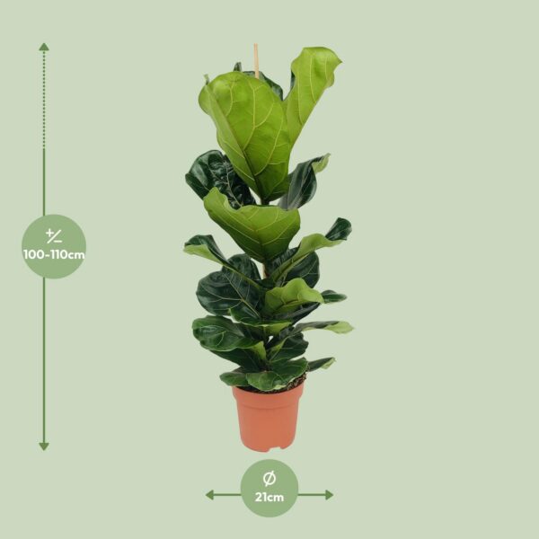 80eba2562e404802bd1b1123330500d2e64640478ea04c0fb5a247cd088a4adc.jpg Ficus Lyrata - Gummibaum